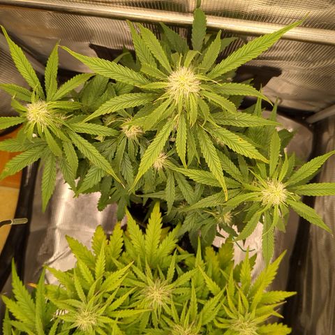 Milky Way growlog timeline photo