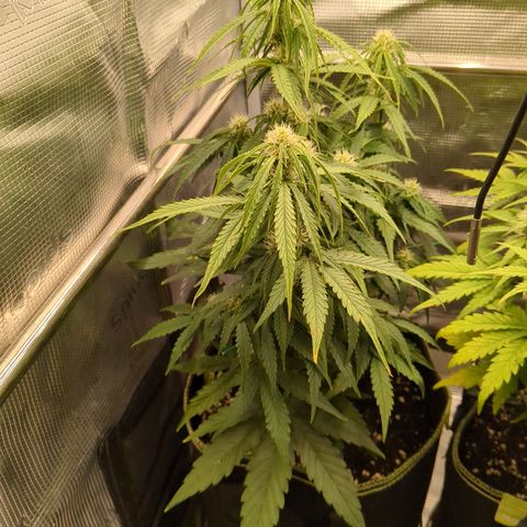 Milky Way growlog timeline photo