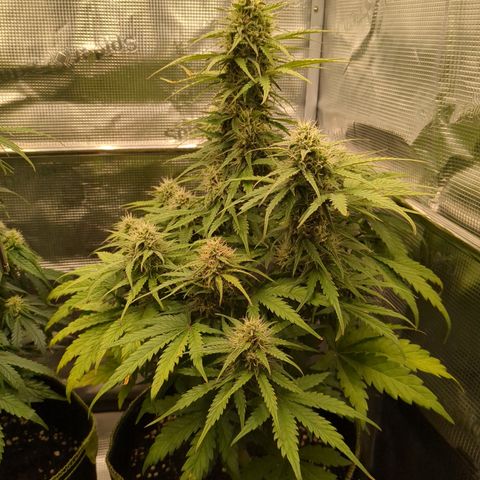 Wedding Cake growlog timeline photo
