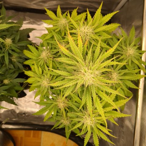 Wedding Cake growlog timeline photo