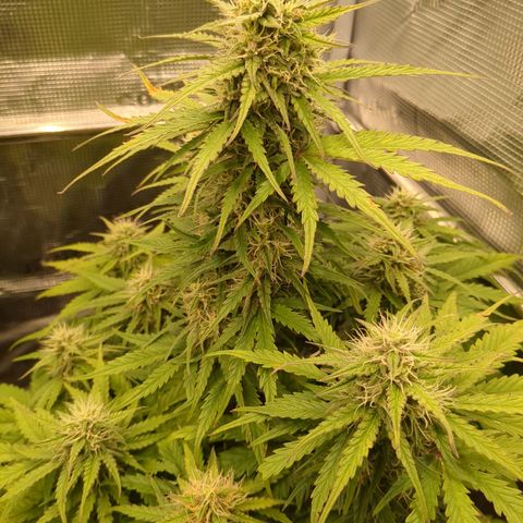 Wedding Cake growlog timeline photo