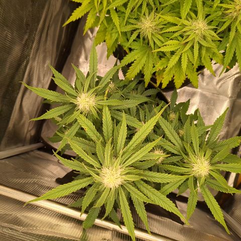 Milky Way growlog timeline photo