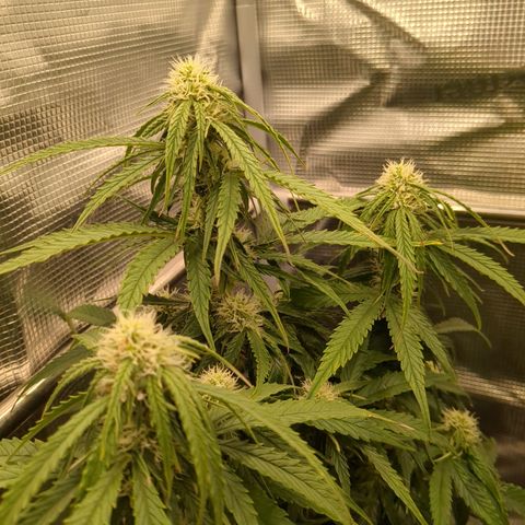 Milky Way growlog timeline photo