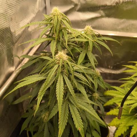 Milky Way growlog timeline photo