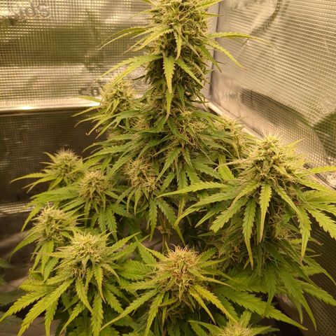 Wedding Cake growlog timeline photo