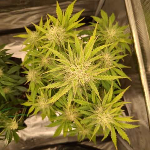 Wedding Cake growlog timeline photo