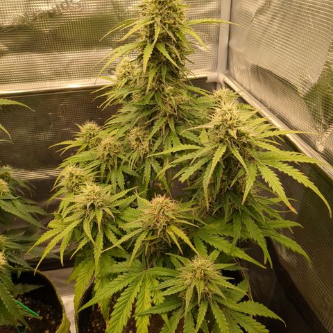 Wedding Cake growlog timeline photo