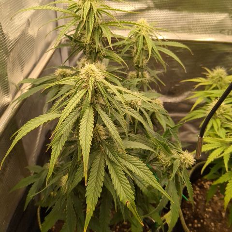 Milky Way growlog timeline photo