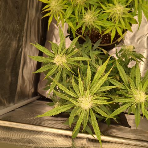 Milky Way growlog timeline photo
