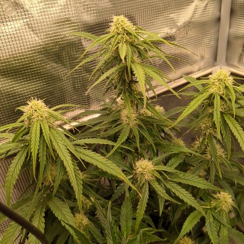 Milky Way growlog timeline photo