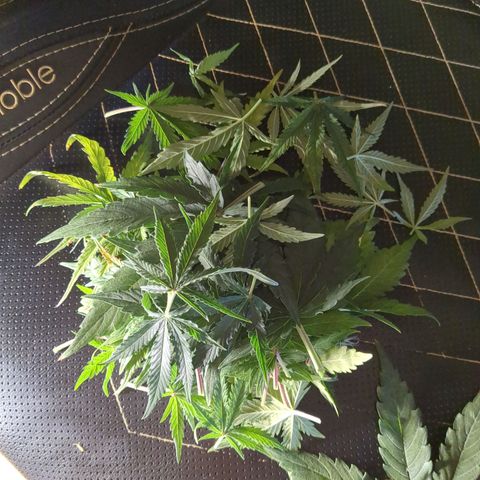 Milky Way growlog timeline photo