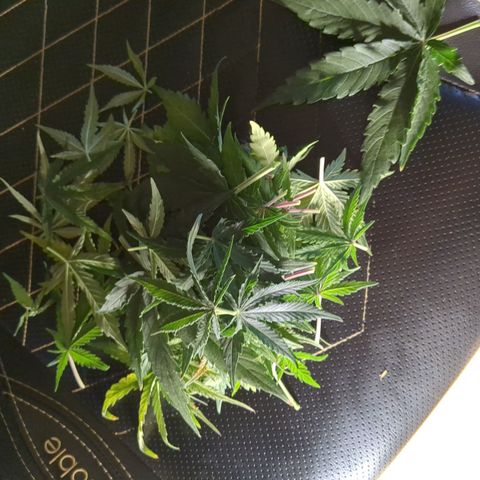 Wedding Cake growlog timeline photo