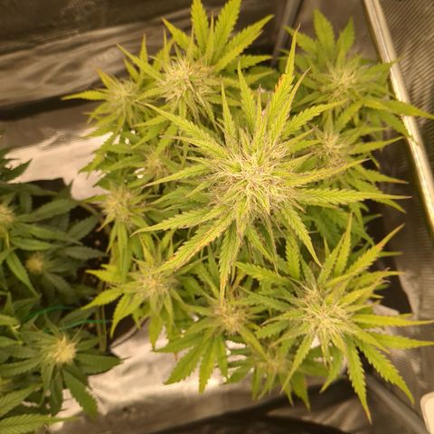 Wedding Cake growlog timeline photo
