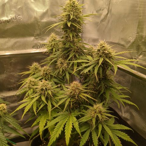 Wedding Cake growlog timeline photo