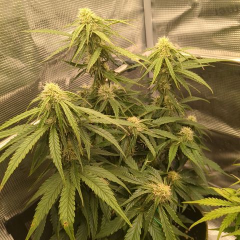 Milky Way growlog timeline photo