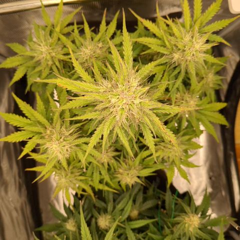 Wedding Cake growlog timeline photo