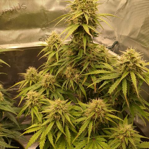 Wedding Cake growlog timeline photo