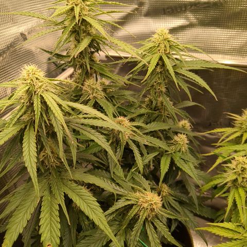 Milky Way growlog timeline photo