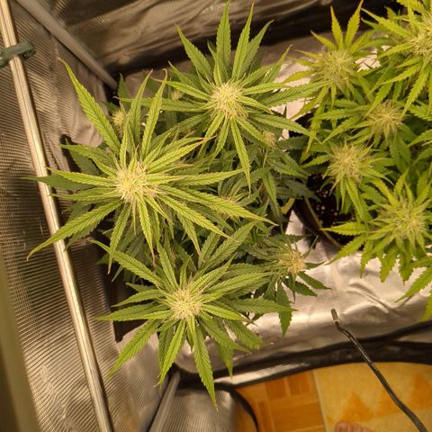 Milky Way growlog timeline photo