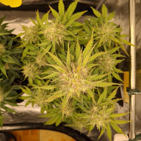 Wedding Cake growlog timeline photo