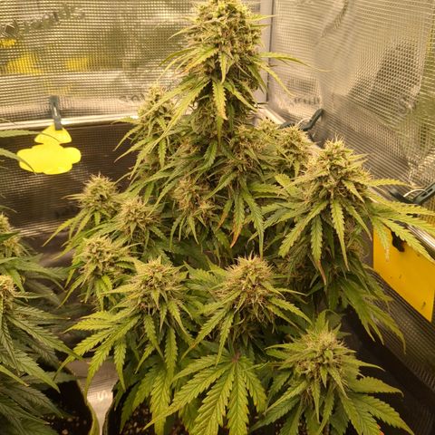 Wedding Cake growlog timeline photo