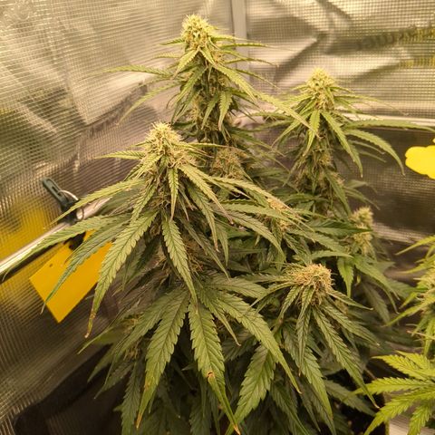Milky Way growlog timeline photo