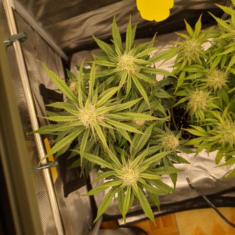 Milky Way growlog timeline photo