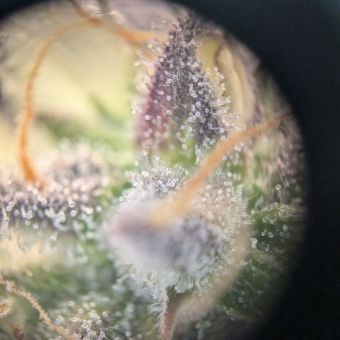 Wedding Cake growlog timeline photo