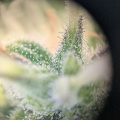 Wedding Cake growlog timeline photo