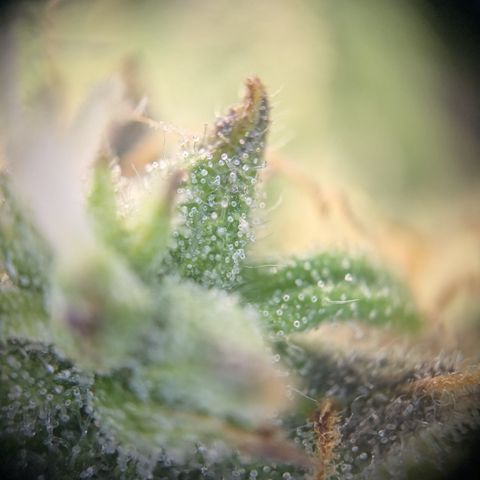 Wedding Cake growlog timeline photo