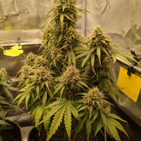 Wedding Cake growlog timeline photo