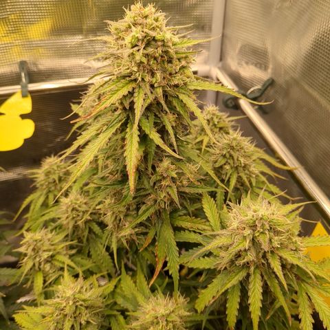 Wedding Cake growlog timeline photo