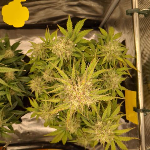 Wedding Cake growlog timeline photo