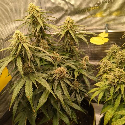 Milky Way growlog timeline photo
