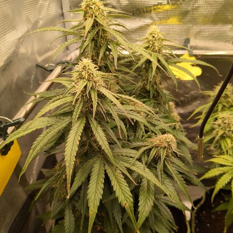 Milky Way growlog timeline photo