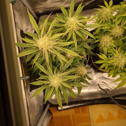 Milky Way growlog timeline photo