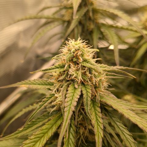 Milky Way growlog timeline photo