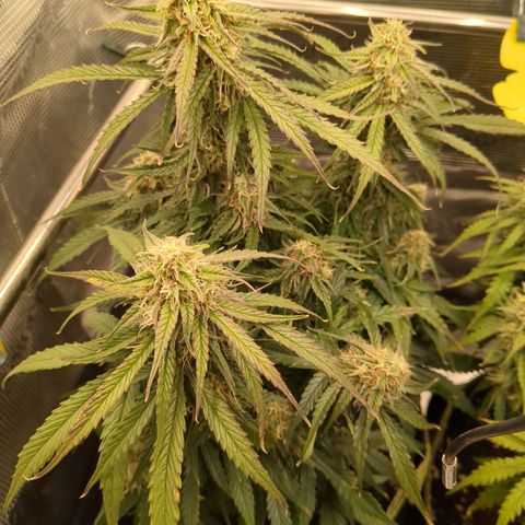 Milky Way growlog timeline photo