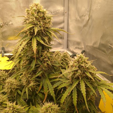 Wedding Cake growlog timeline photo