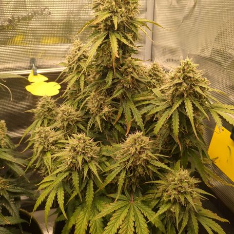 Wedding Cake growlog timeline photo