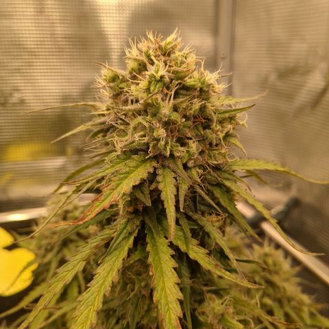 Wedding Cake growlog timeline photo