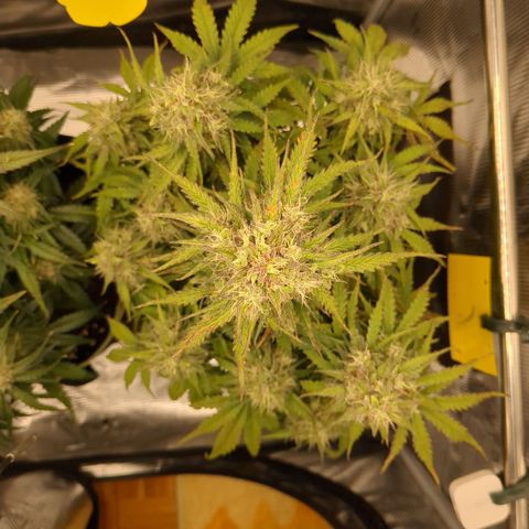 Wedding Cake growlog timeline photo