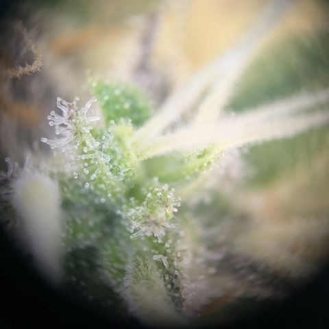 Wedding Cake growlog timeline photo