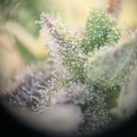 Wedding Cake growlog timeline photo