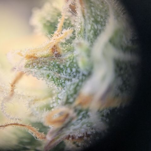 Milky Way growlog timeline photo