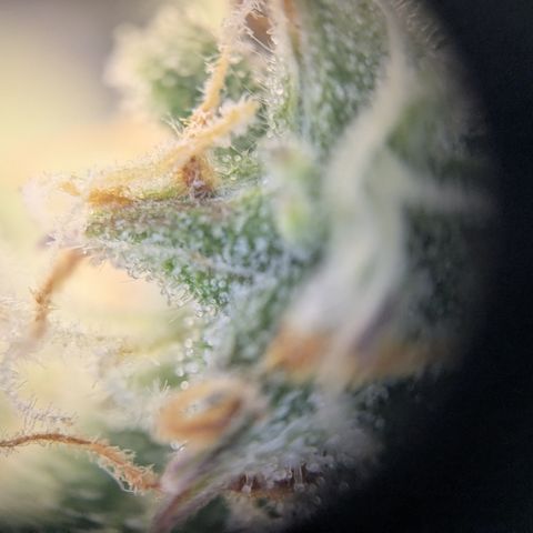 Milky Way growlog timeline photo