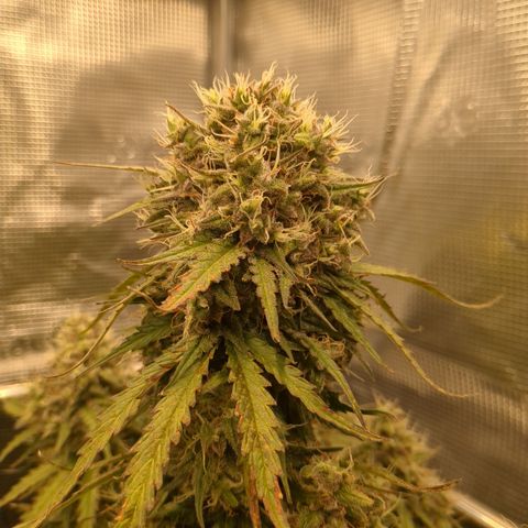 Wedding Cake growlog timeline photo