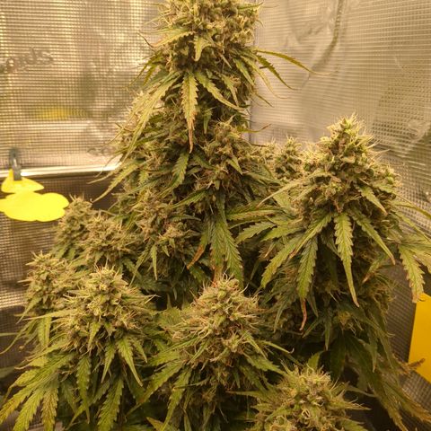 Wedding Cake growlog timeline photo