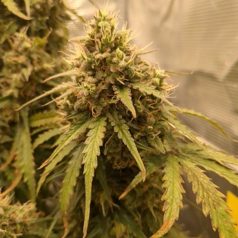 Wedding Cake growlog timeline photo