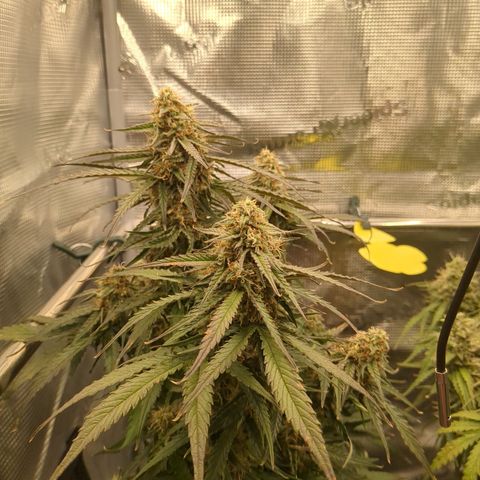 Milky Way growlog timeline photo